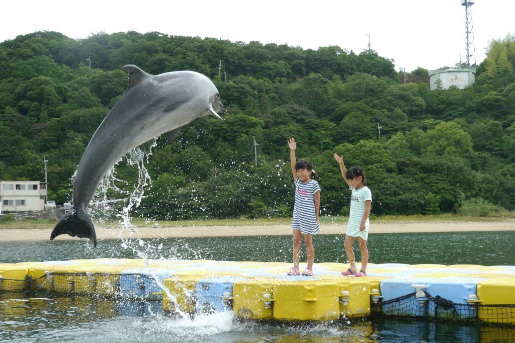 🐬 돌고래 센터(니혼도루휜센타) 이미지 2